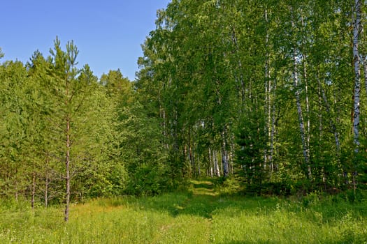 Green birch and pine trees in the summer along the forest path.