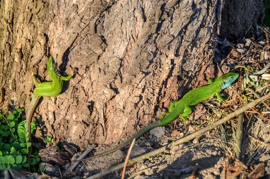 European green lizard Lacerta viridis couple during the breeding season .