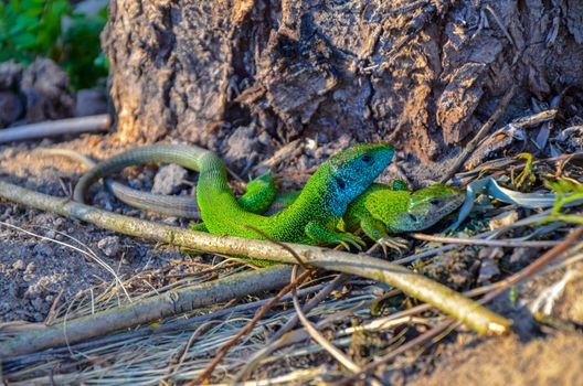 European green lizard Lacerta viridis couple during the breeding season .