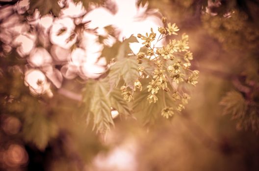 Spring decoration branch with silver beads and yellow flowers, the texture of the background, light, wedding, Christmas. Bokeh, Defocused, blured photo