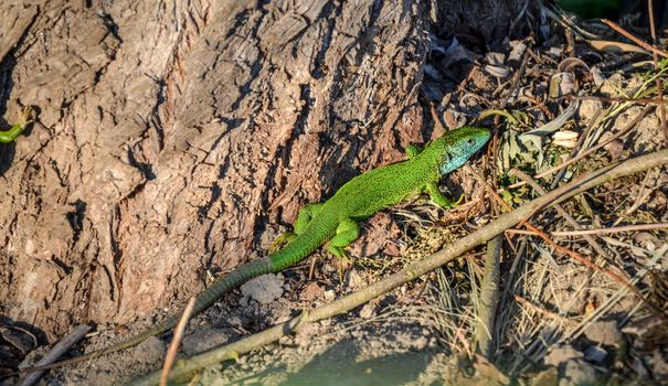 Green and blue Mediterranean gecko lizard spotted on a brown ground near the tree trunk at Ukraine