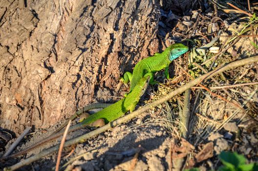 European green lizard Lacerta viridis couple during the breeding season .