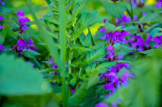 Violet floral background. lavender field, blured effect. Provence style. Herb flowers in purple tones