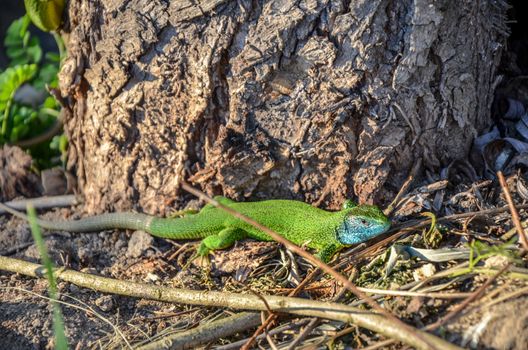 Green and blue Mediterranean gecko lizard spotted on a brown ground near the tree trunk at Ukraine