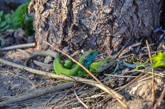 European green lizard Lacerta viridis couple during the breeding season .