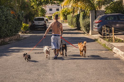 DOMINICUS, DOMINICAN REPUBLIC 6 FEBRAURY 2020: Tattooed man walks the dogs