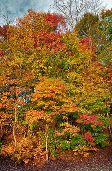 October morning sun illuminates colored woodland hillside.