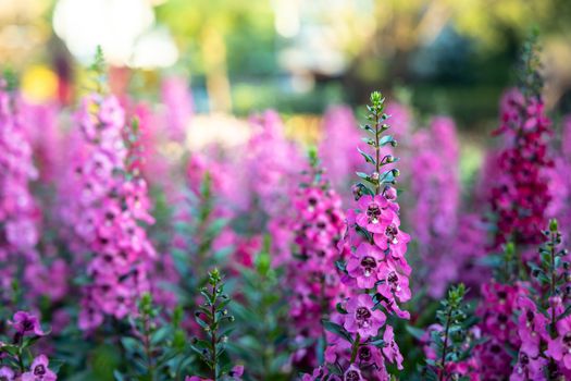 The background image of the colorful flowers, background nature