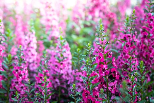 The background image of the colorful flowers, background nature