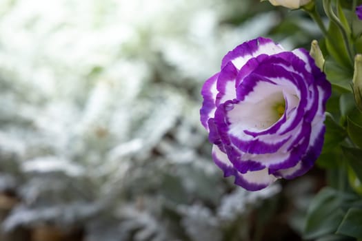 The background image of the colorful flowers, background nature