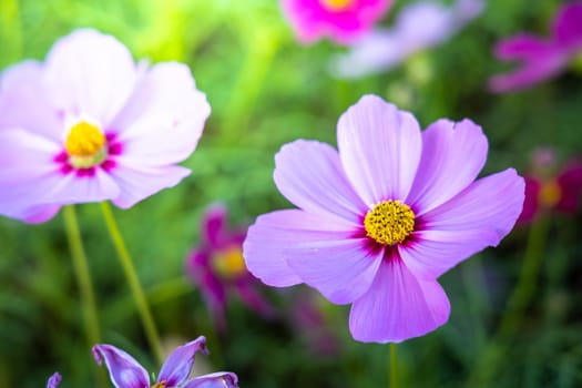  Beautiful Cosmos flowers in garden. Nature background.