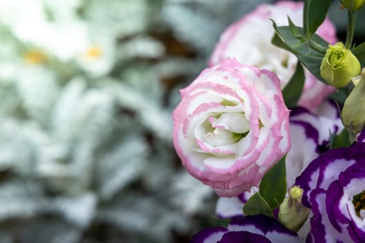 The background image of the colorful flowers, background nature