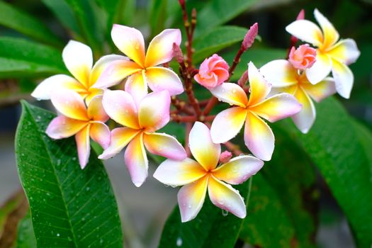 Plumeria flowers Fresh pink flowers after the rain with drops of water. Beautiful frangipani perfume flower with water rain drop on petal. 