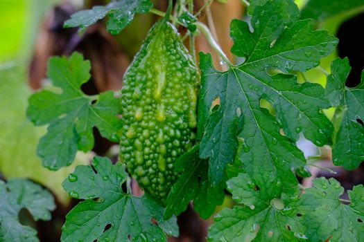 Young Bitter Melon Organic bitter gourd or bitter squas plants and leaves growing in a farm. 