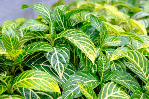 The tropical rainforest foliage plant colored green and yellow. Foliage background of the leaves Sanchezia or zebra plant leaves for background.