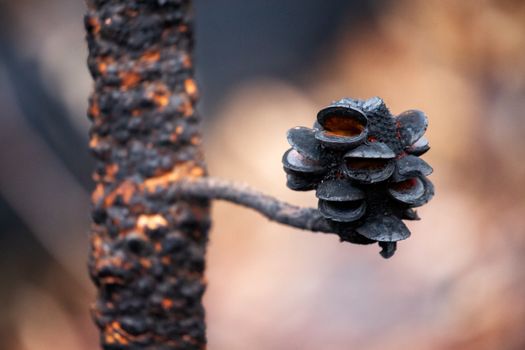 Charred seed pods open after bush fires in Australia