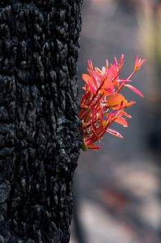 Australian trees burst forth with fresh new leaves and stems just days ofter bush fires sweep through