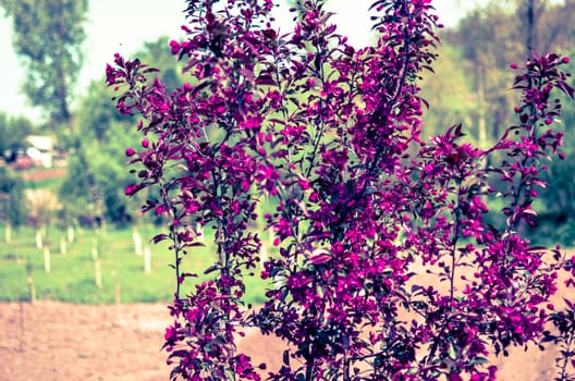 Red buds of decorative apple tree with red leaves Malus Niedzwetzkyana . City greening. Springtime.