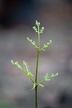 Fern in new growth stage agter bush fire in Australia.  Many ants crawl up and down its stem