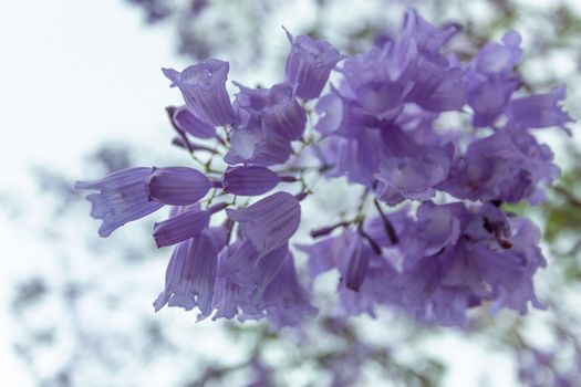 Delicate flower clusters of the Jacaranda tree which fall  to the ground with the slightest of touch
shallow dof and bokeh