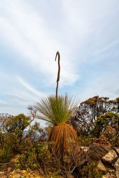 One side of a double header grass tree with flower spike