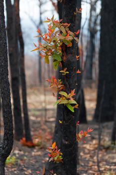 Red and green leaves emerge from a burnt tree.  When you look closely the tree trunk splits and cracks open to push out new growth