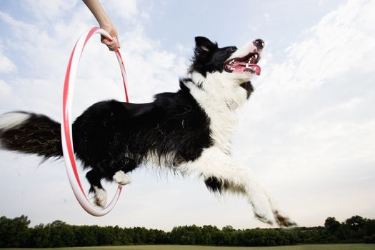 Low angle of a Sheepdog jumping through a hoop themes of agility vitality