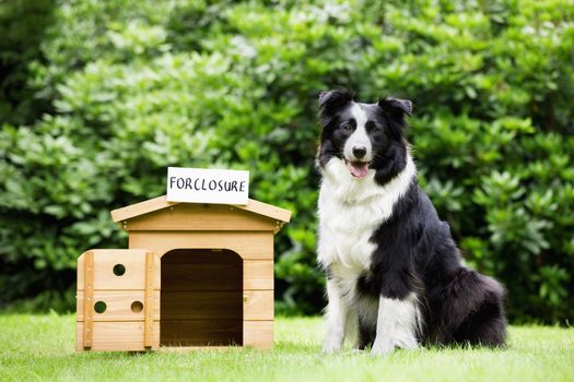 Sheepdog standing beside dog house with a foreclosure placard on top themes of overgrown scale change