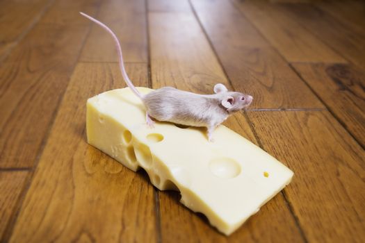 A mouse feeding on a piece of cheese themes of hunger luck food