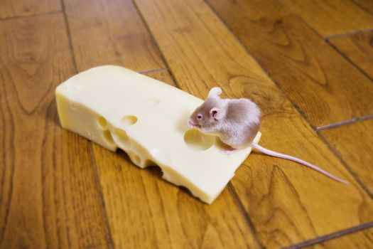 A mouse feeding on a piece of cheese themes of hunger luck food