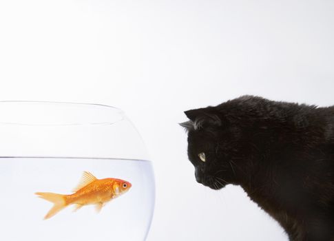 Close-up of a black cat staring at a goldfish themes of hunger predator curiosity