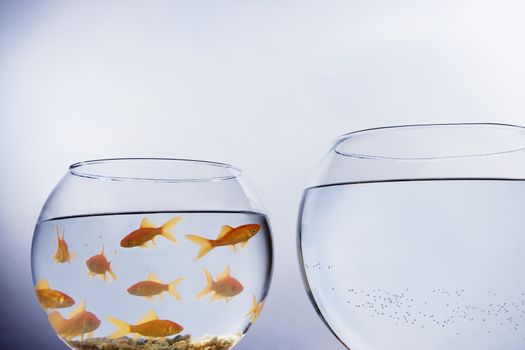 A Goldfish looking out of a small crowded bowl into a larger empty bowl themes of overcrowded opportunity leaving