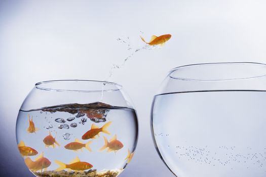 A Goldfish jumping out of a small crowded bowl into a larger empty bowl themes of opportunity leader departure beginnings