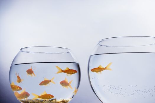 A Goldfish that has escaped out of a small crowded bowl into a larger empty bowl themes of change solitude leader