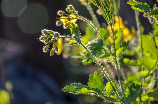 Green natural background with new celandine flower, selective focus, space for text