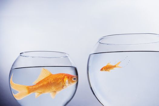 Large and small goldfish, in contrasting size bowls, face to face themes of scale contrasts overgrown