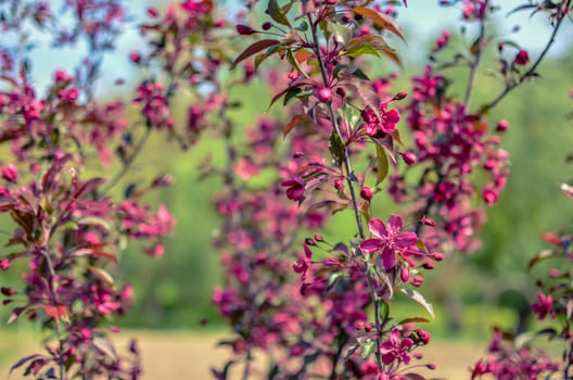 Red buds of decorative apple tree with red leaves Malus Niedzwetzkyana . City greening. Springtime.