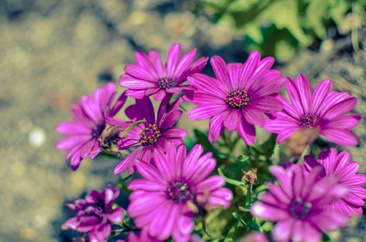 Purple daisy flower growing in spring garden with blured background