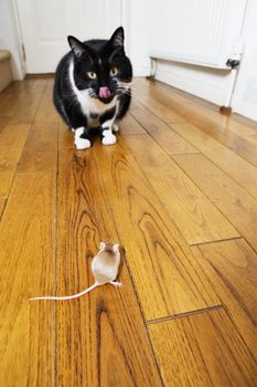 Cat and mouse face to face themes of predator prey hunger