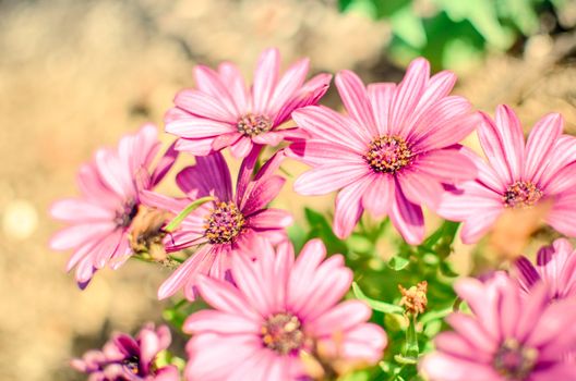 Purple daisy flower growing in spring garden with blured background