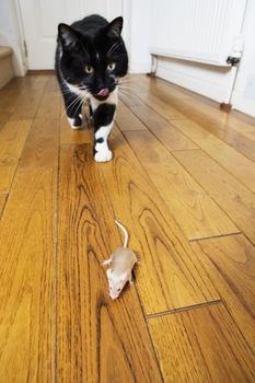 Cat and mouse face to face themes of predator prey hunger