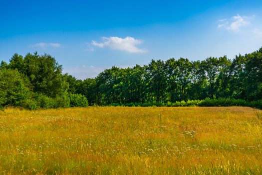 beautiful grass meadow landscape with lots of trees, the melanen, Halsteren, Bergen op zoom, The Netherlands