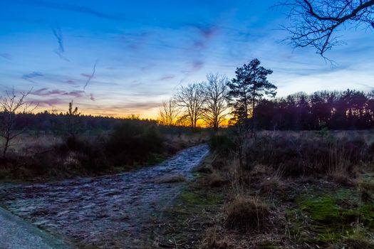 Walking path in the Rucphense heide during sunset, Heather landscape in the forest of Rucphen, The Netherlands