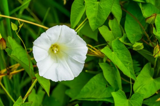 close up of a blooming white flower of a hedge bindweed, cosmopolitan plant specie