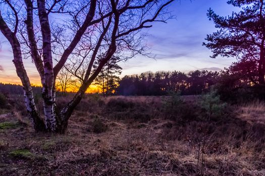 beautiful sunset on the Rucphense heide, Heather landscape in the forest of Rucphen, The Netherlands