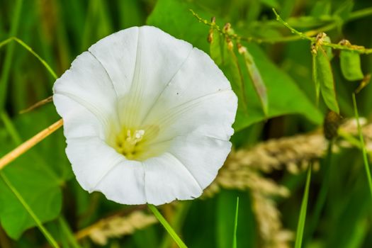 white hedge bindweed flower in macro closeup, popular cosmopolitan plant specie