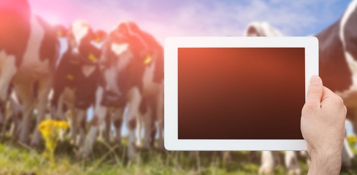 Hand holding tablet pc against low angle view of cows standing on grassy field against sky