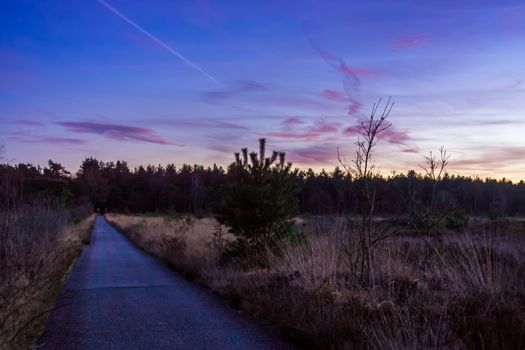 road with heather landscape in the forest rucphen, Nature reserve Rucphense heide During Sunset, The Netherlands
