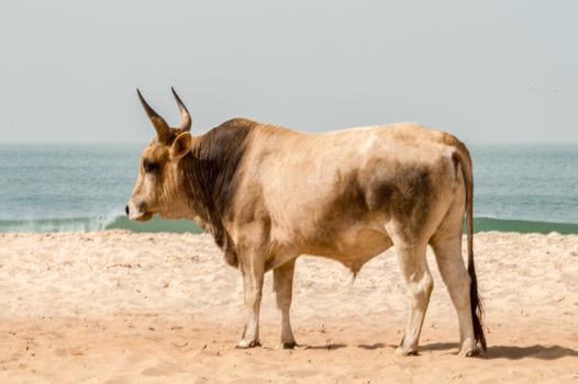 Bull on the beach in the town of Bijilo in western Gambia in Africa