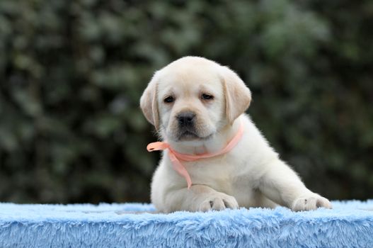 a nice little labrador puppy on a blue background